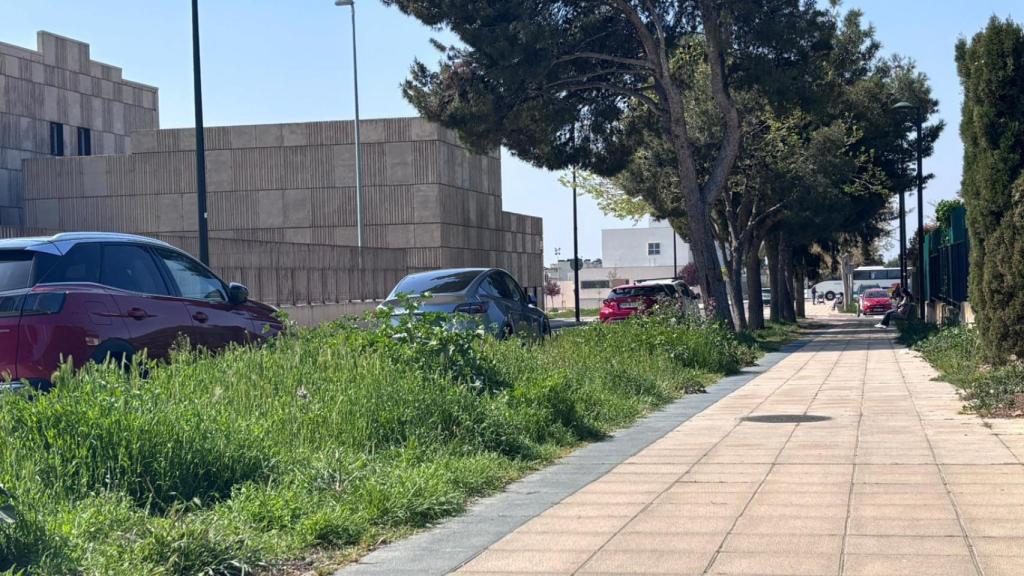 Alcorques florecidos en la calle Tomás Anzano, en Montecanal.