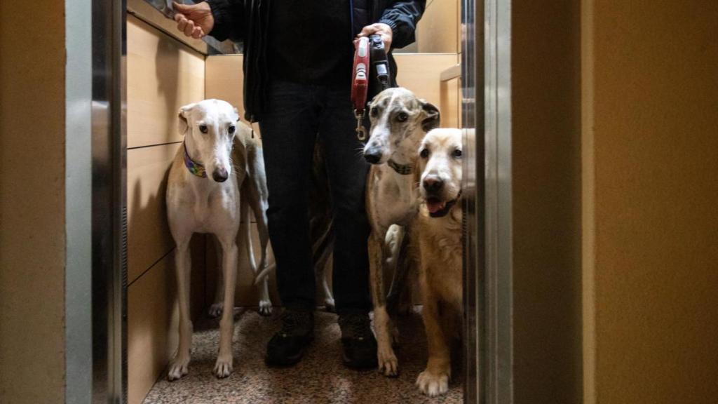 Unos perros en un ascensor.