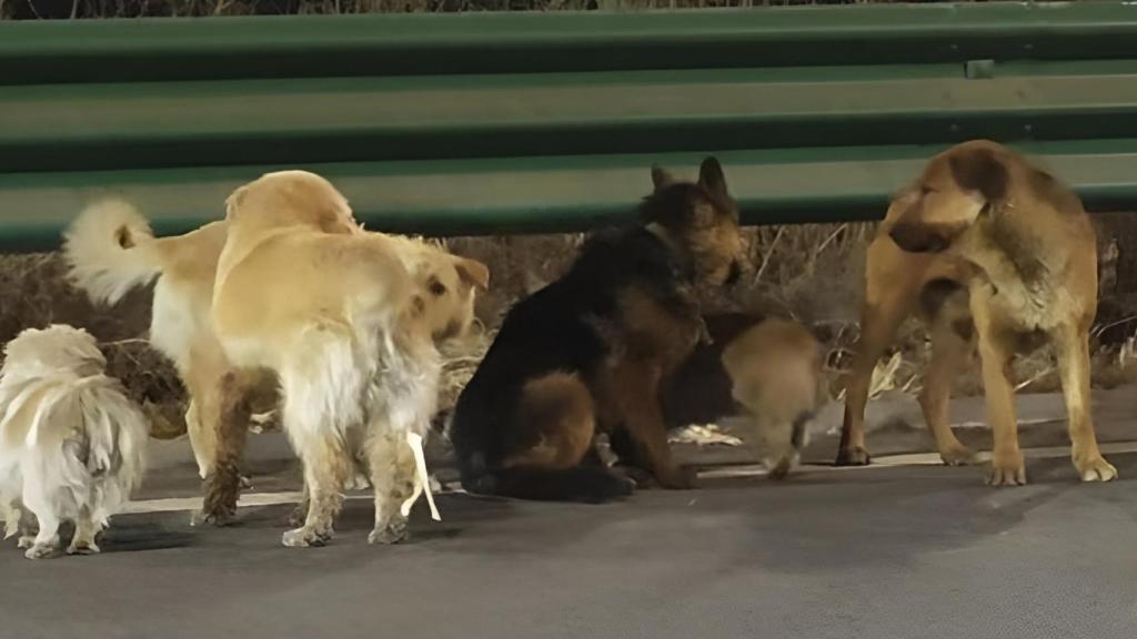 Los 7 perros robados en la carretera.
