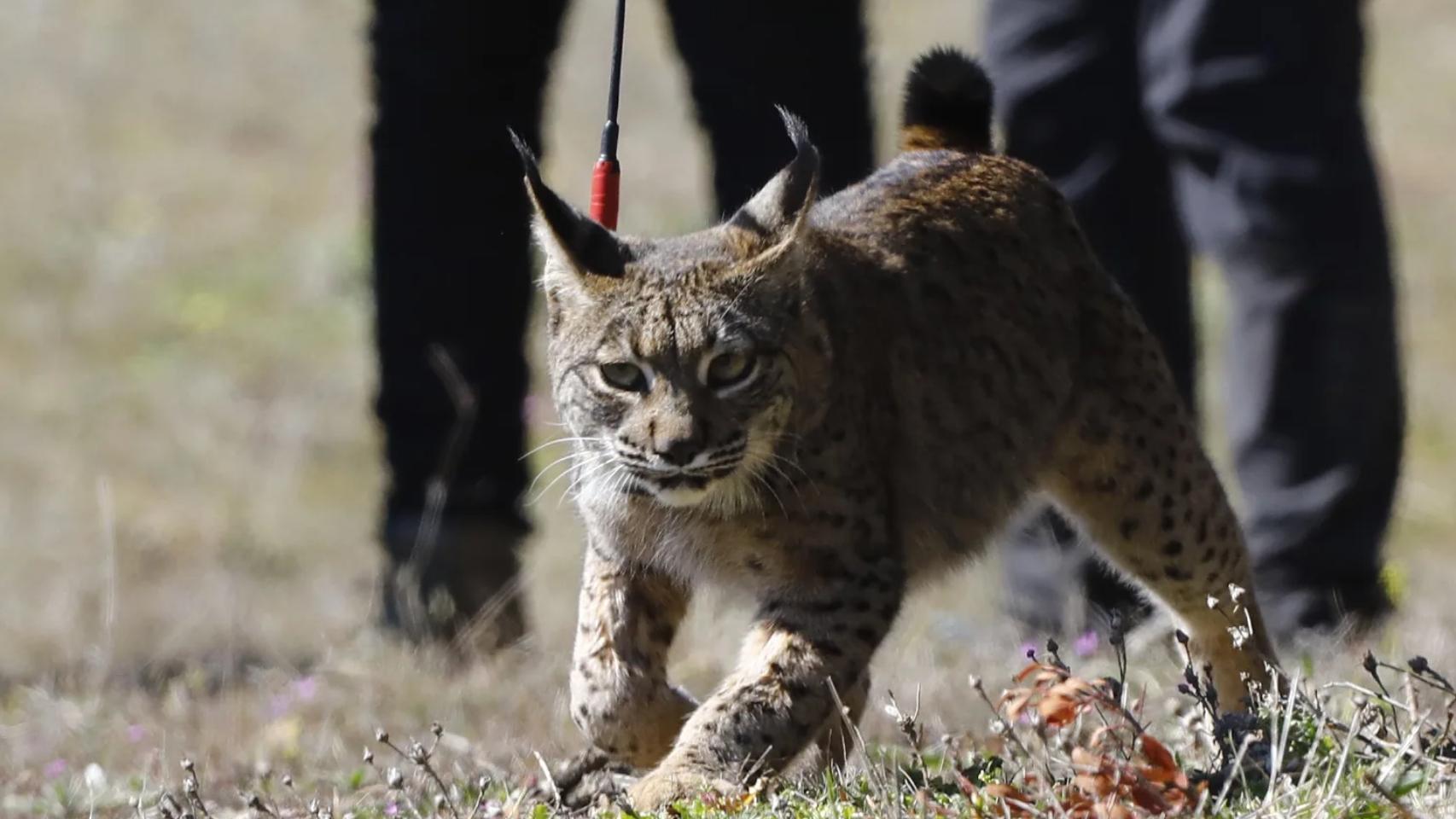 Imagen de archivo de una suelta de un lince ibérico dentro del programa LIFE.