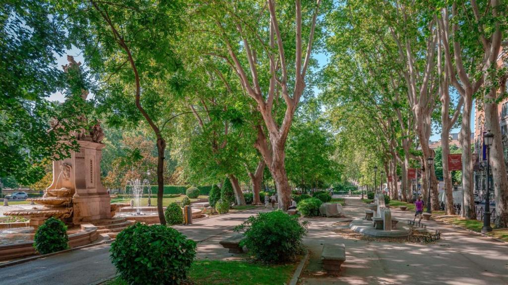 Árboles en Madrid.