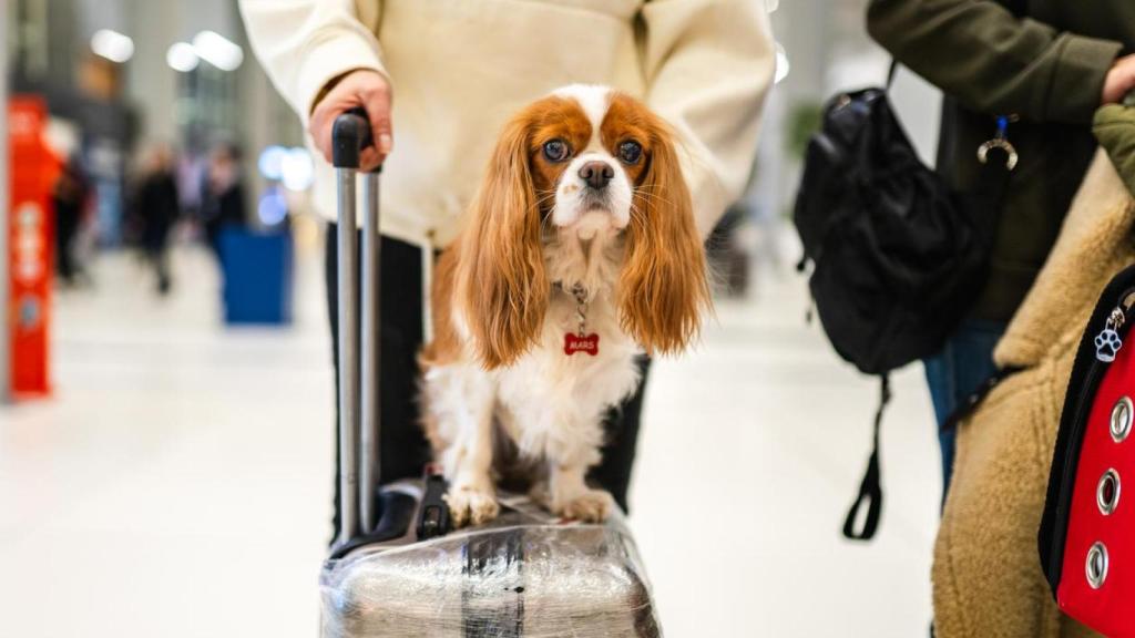 Imagen de un perro en el aeropuerto.