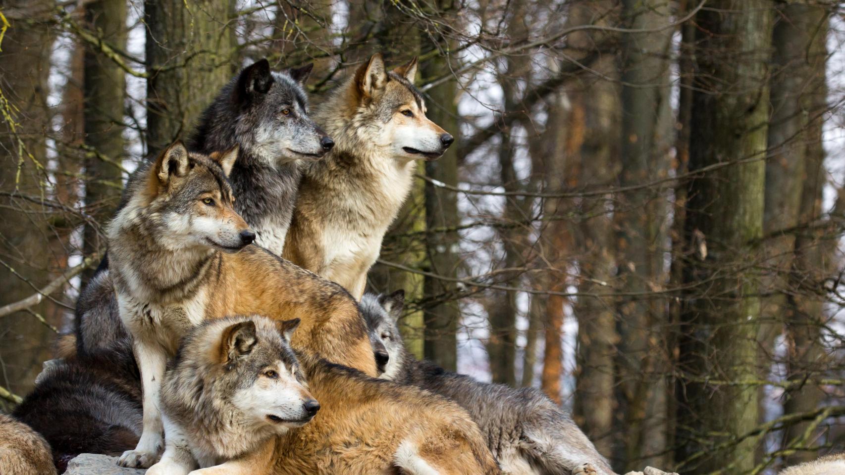 Un grupo de lobos.