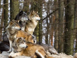 Un grupo de lobos.
