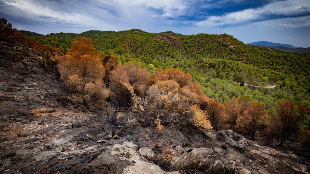 Bosque de pino mediterráneo quemado tras un incendio debido a las olas de calor.