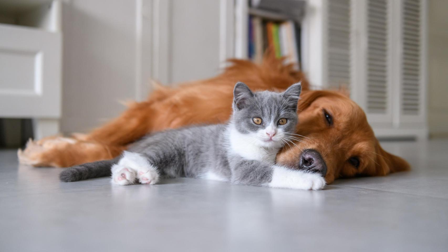 Un perro y un gato.