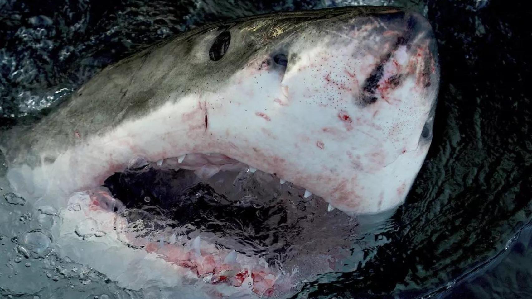 En esta imagen proporcionada por Warner Bros. Discovery un gran tiburón blanco en el mar.