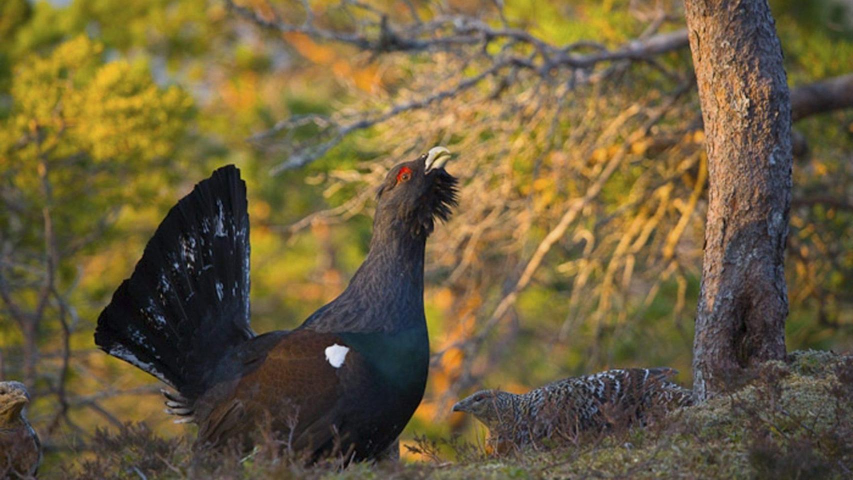 Imágenes del Urogallo Cantábrico.