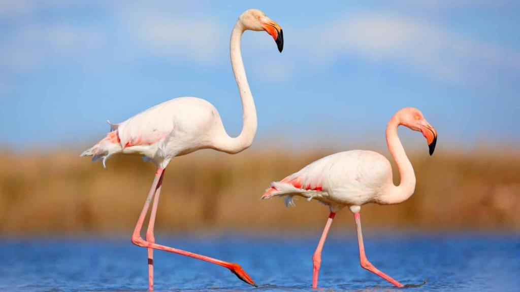 Ni Doñana ni las lagunas de Alicante: los flamencos sureños superan los 25 ejemplares en Cantabria y conquistan España