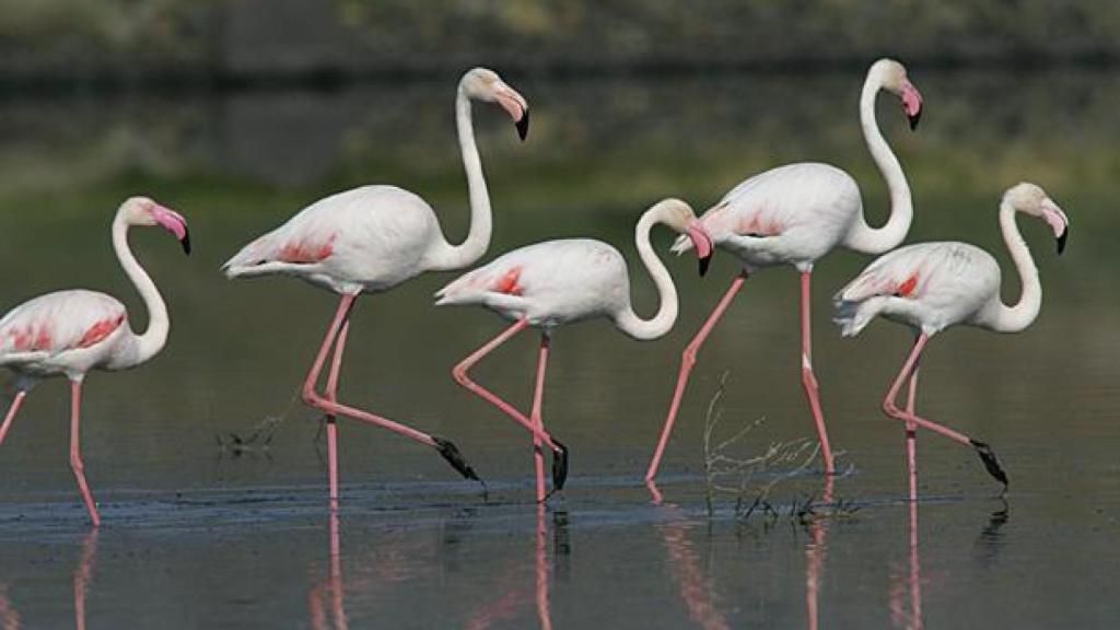 Los flamencos crecen en Cantabria.