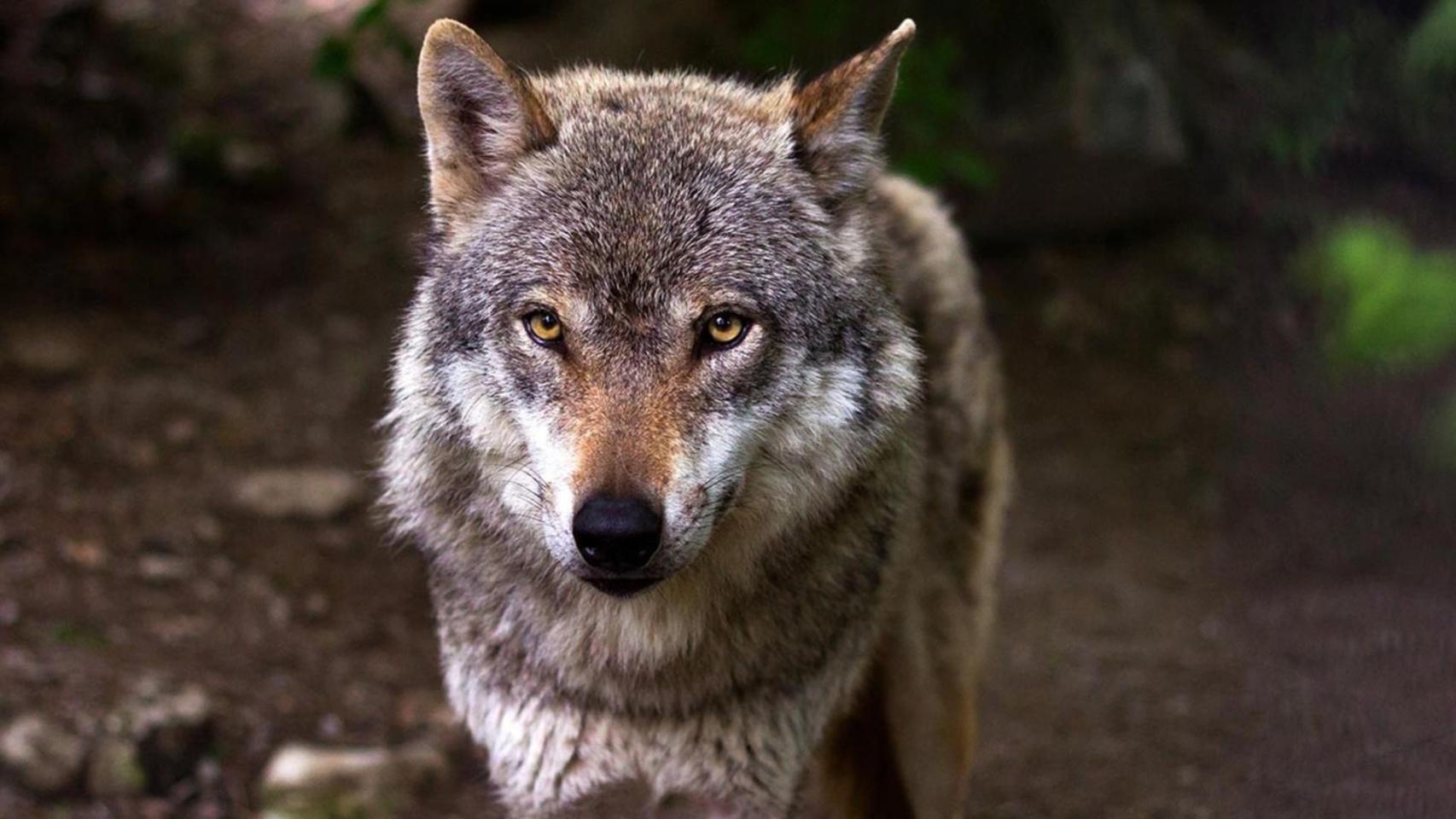 Ni la Sierra de la Culebra ni los Picos de Europa: el lobo ibérico logra superar las 300 manadas y reconquista España