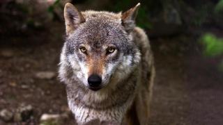 Ni la Sierra de la Culebra ni los Picos de Europa: el lobo ibérico logra superar las 300 manadas y reconquista España