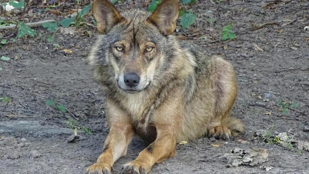 Ya hay 333 manadas de lobo ibérico establecidas en España.