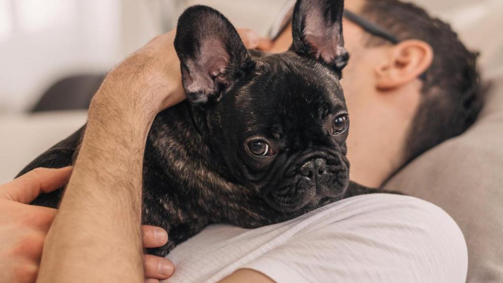 Un cachorro de bulldog francés negro.