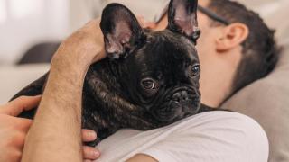 Un cachorro de bulldog francés negro.