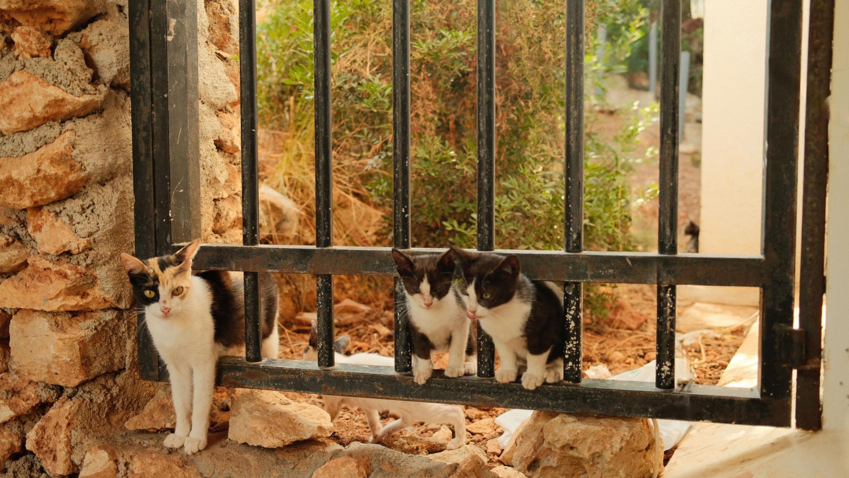 Gatos callejeros.