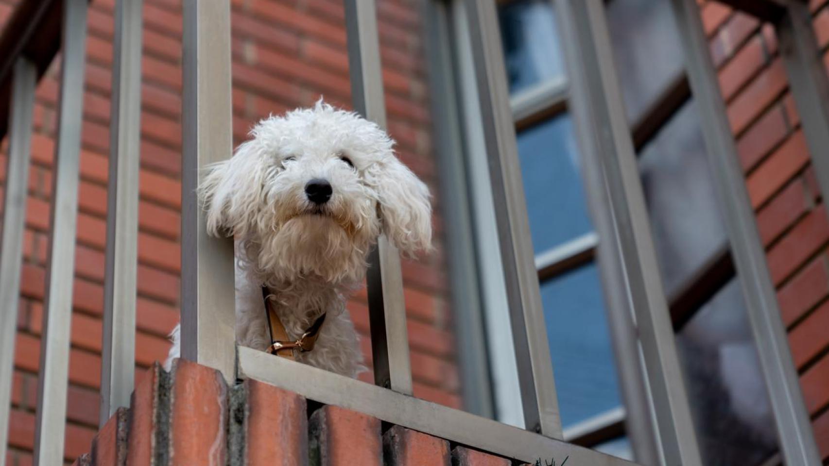 Perro en un balcón.