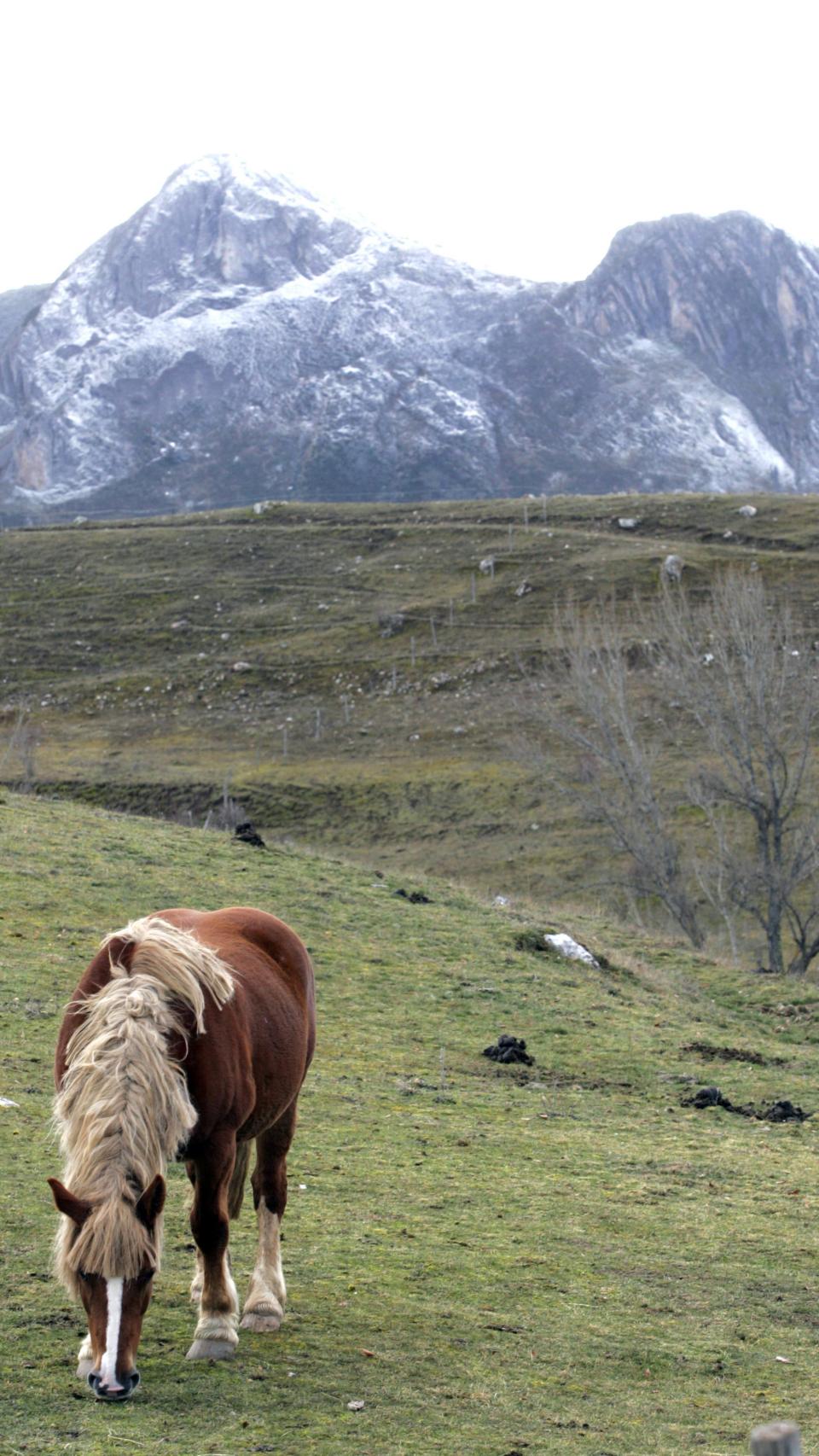 Un caballo pasta frente a la localidad leonesa de Cabrillanes