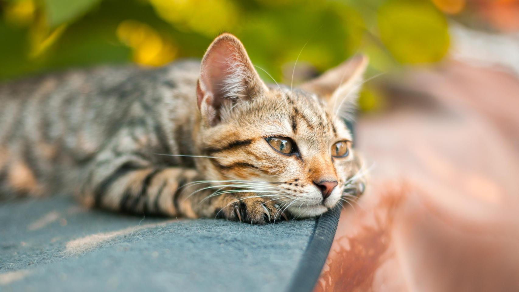 Un gato en un jardín.