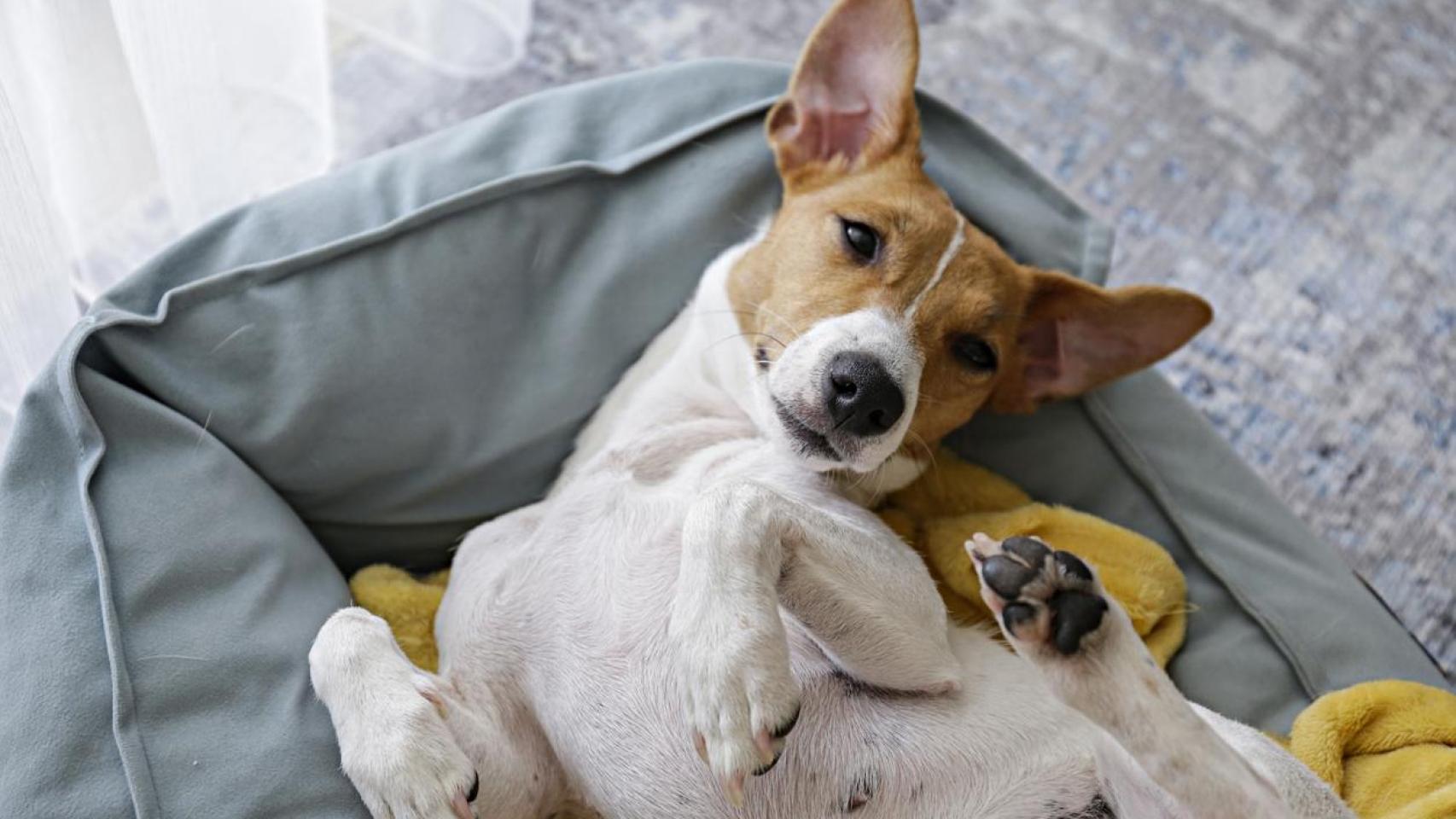Un perro tumbado.