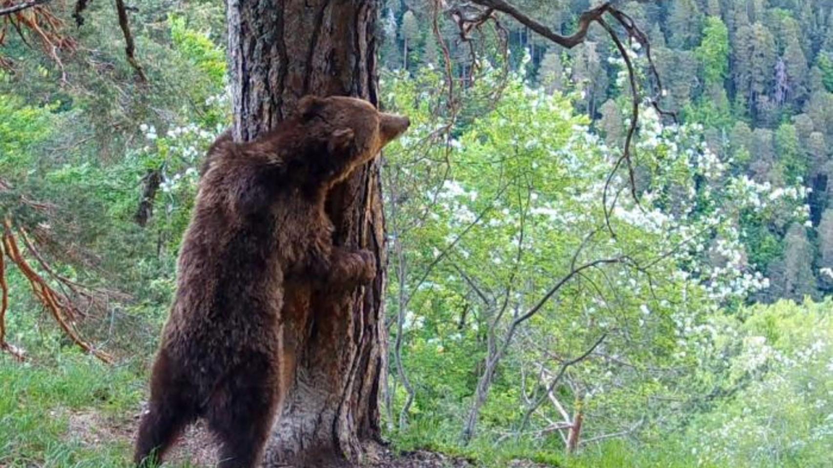 El oso pardo Beroi
