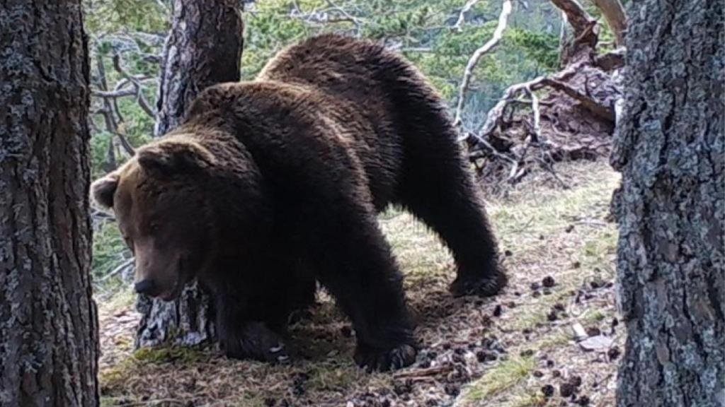 El oso Cannellito