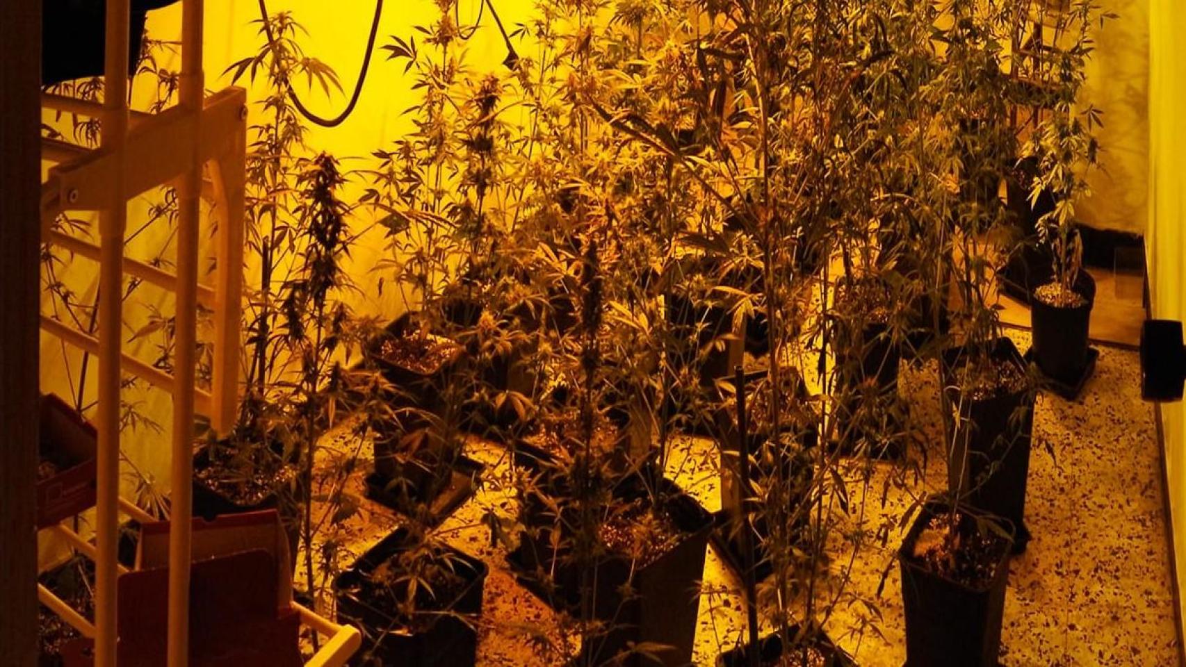 Desarticulan un punto de venta de droga en Carballo (A Coruña) con una persona detenida