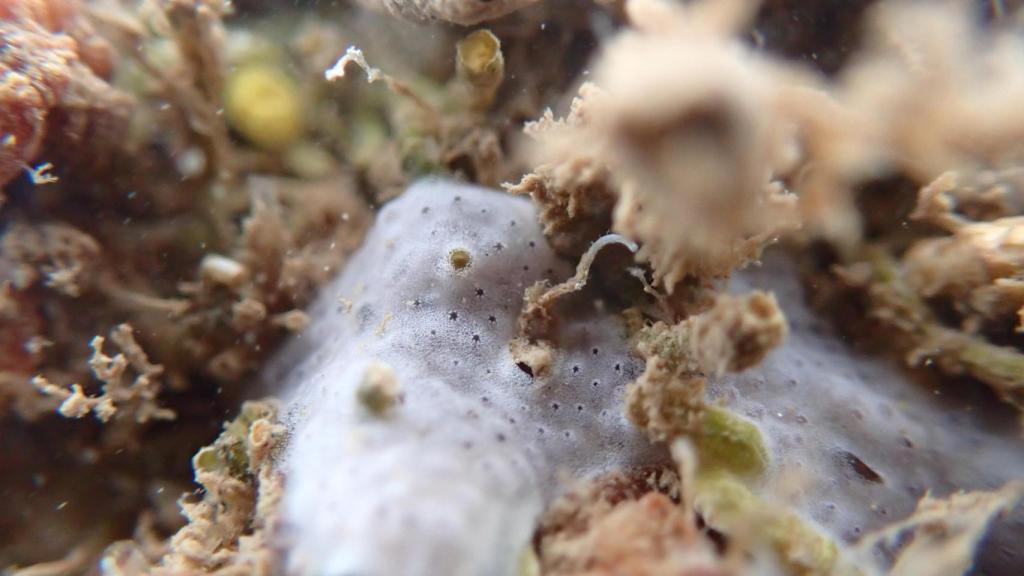 Diplosoma spongiforme, una de las especies autóctonas recuperadas en Denia.