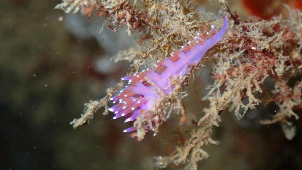 Flabellina affinis, otra de las especies que se han recuperado en el caso de éxito en el Puerto de Dénia.