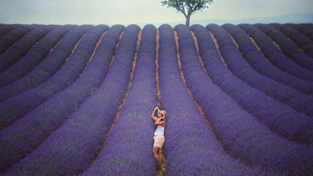 Campos de lavanda en Brihuega (Guadalajara).