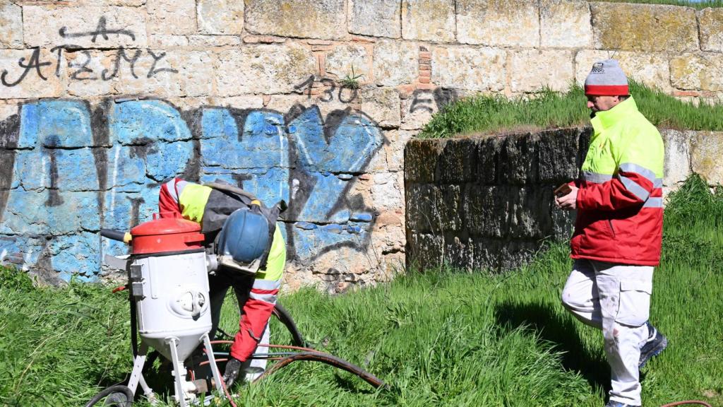 Imágenes de las tareas de limpieza en la fosa de la Muralla de Ciudad Rodrigo.