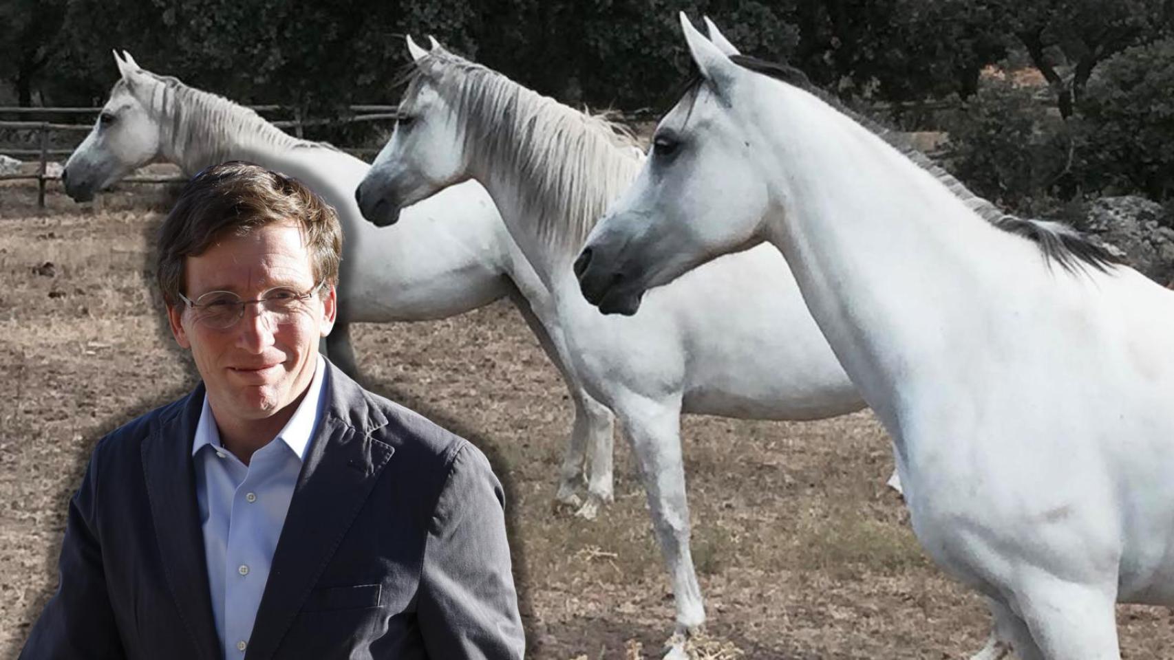 La familia de Teresa Urquijo, esposa de José Luis Martínez-Almeida, tiene una finca con caballos en la localidad madrileña de Colmenar Viejo.
