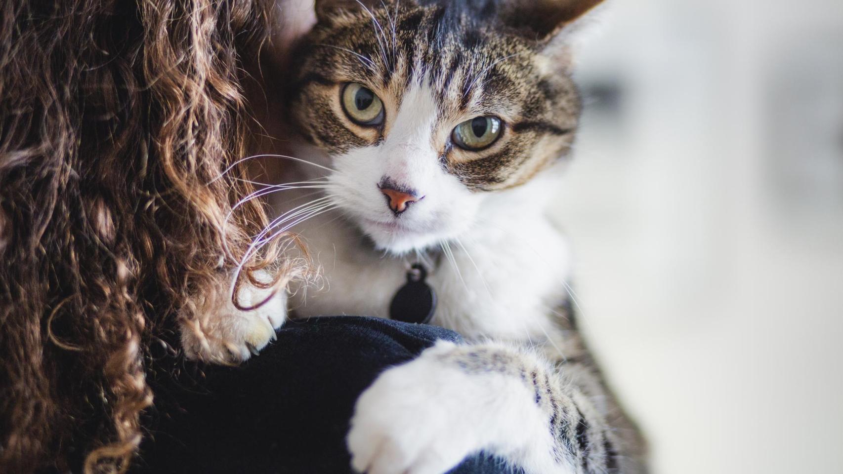 Un gato.