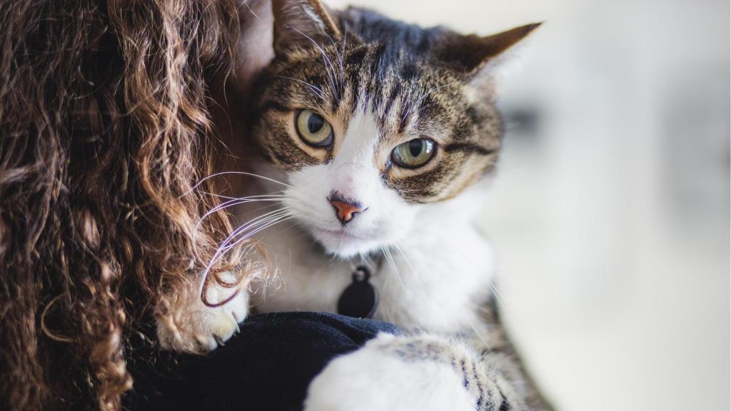 Un gato.