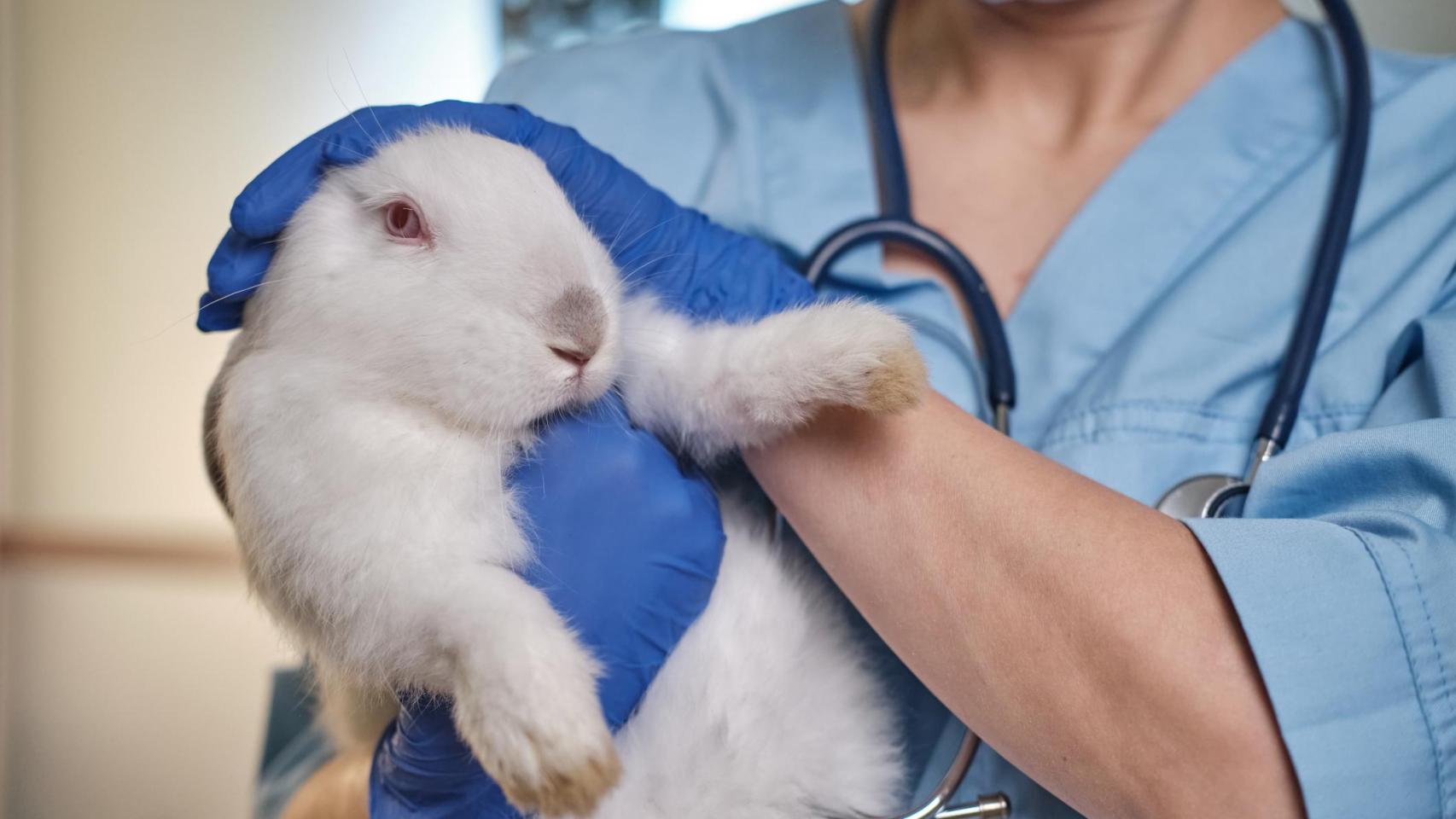 Una veterinaria con un conejo.