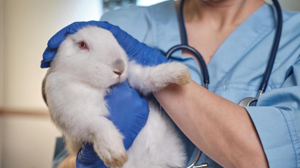 Una veterinaria con un conejo.