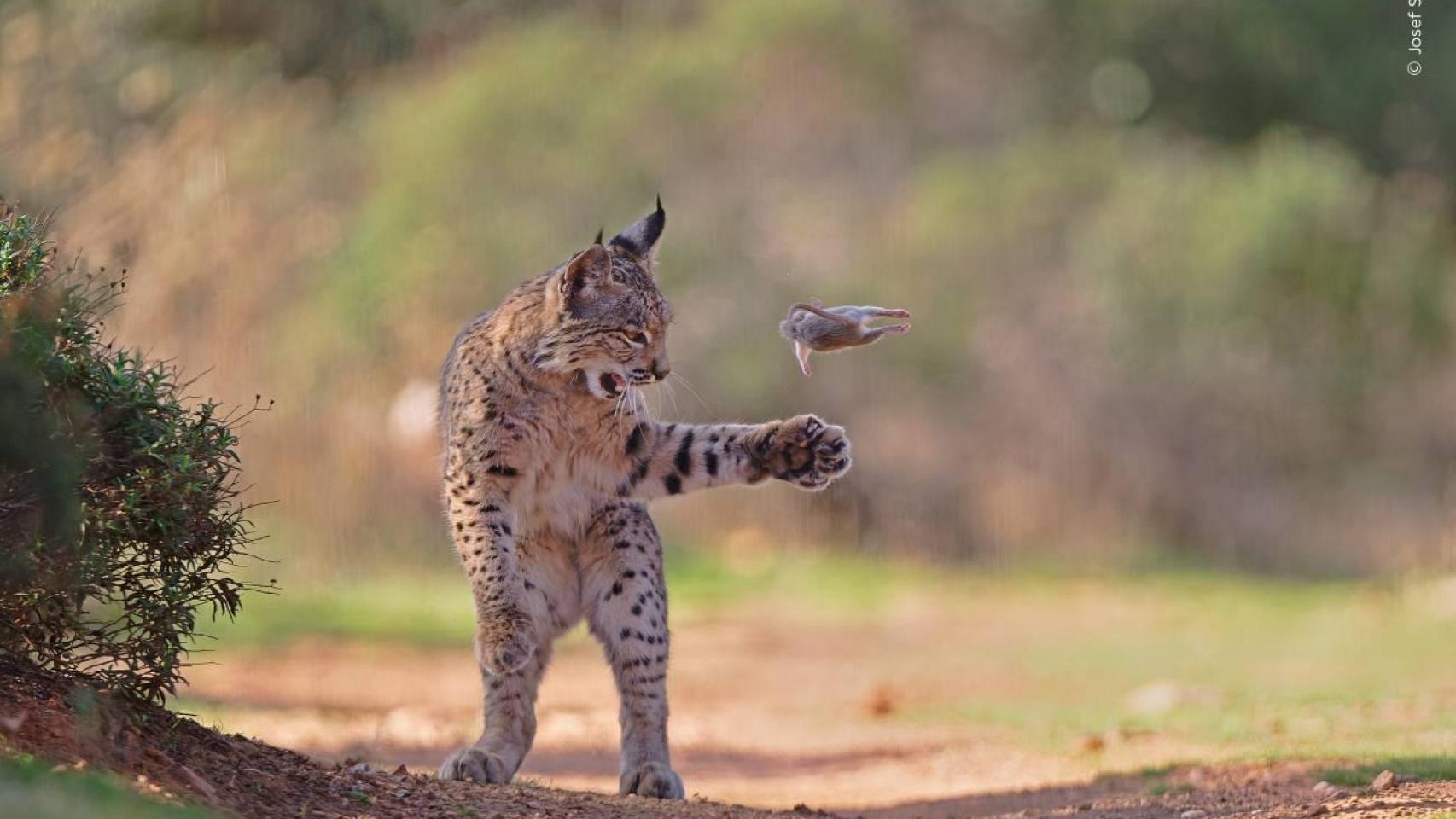 'Flying rodent', la fotografía ganadora.