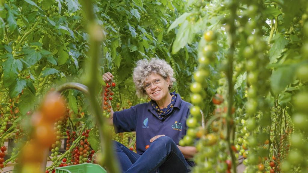 Lola Gómez, en una de las cajas de la recolecta de tomates de Clisol.