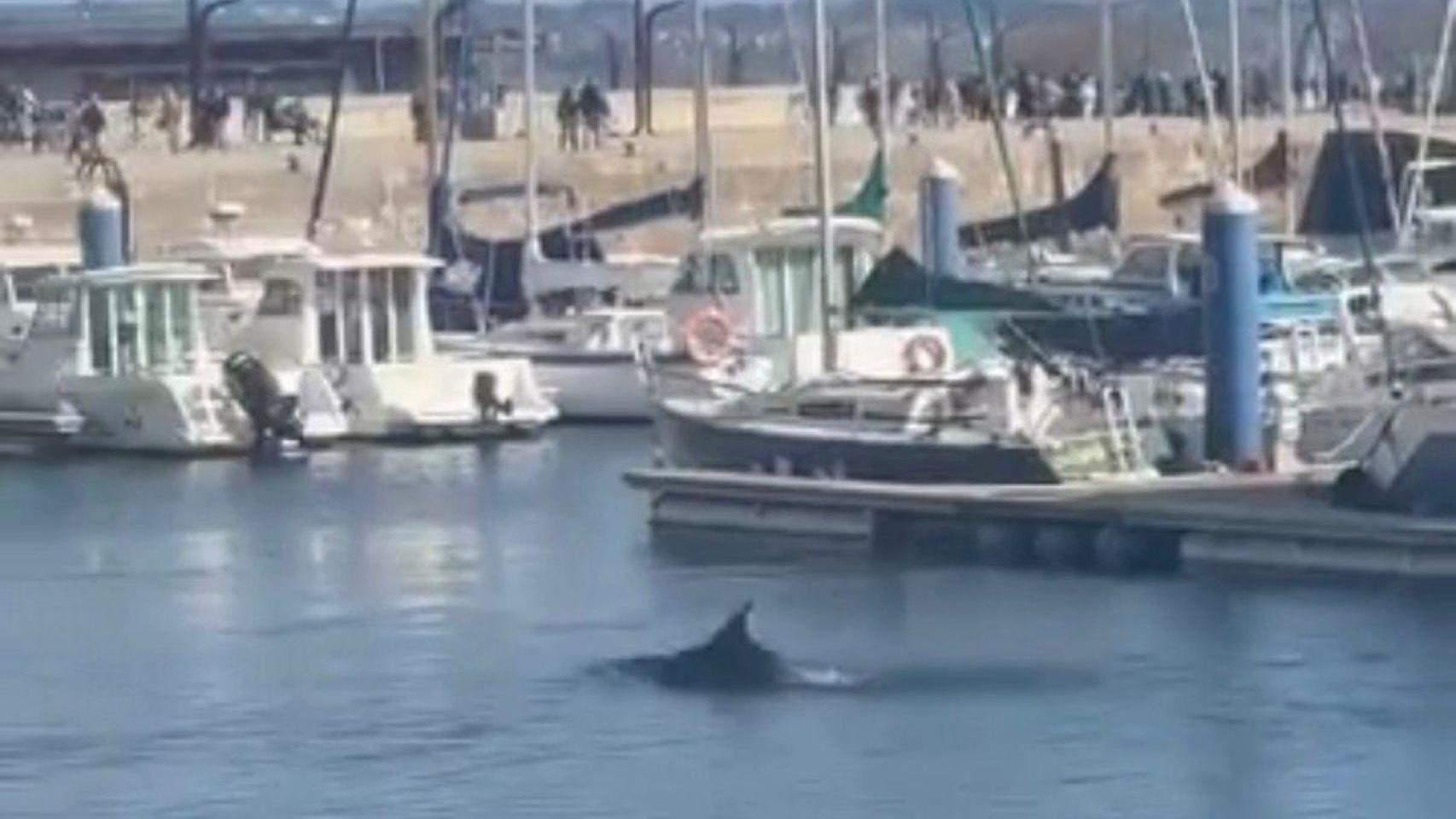 Un delfín se deja ver en el puerto de A Coruña, en pleno paseo marítimo