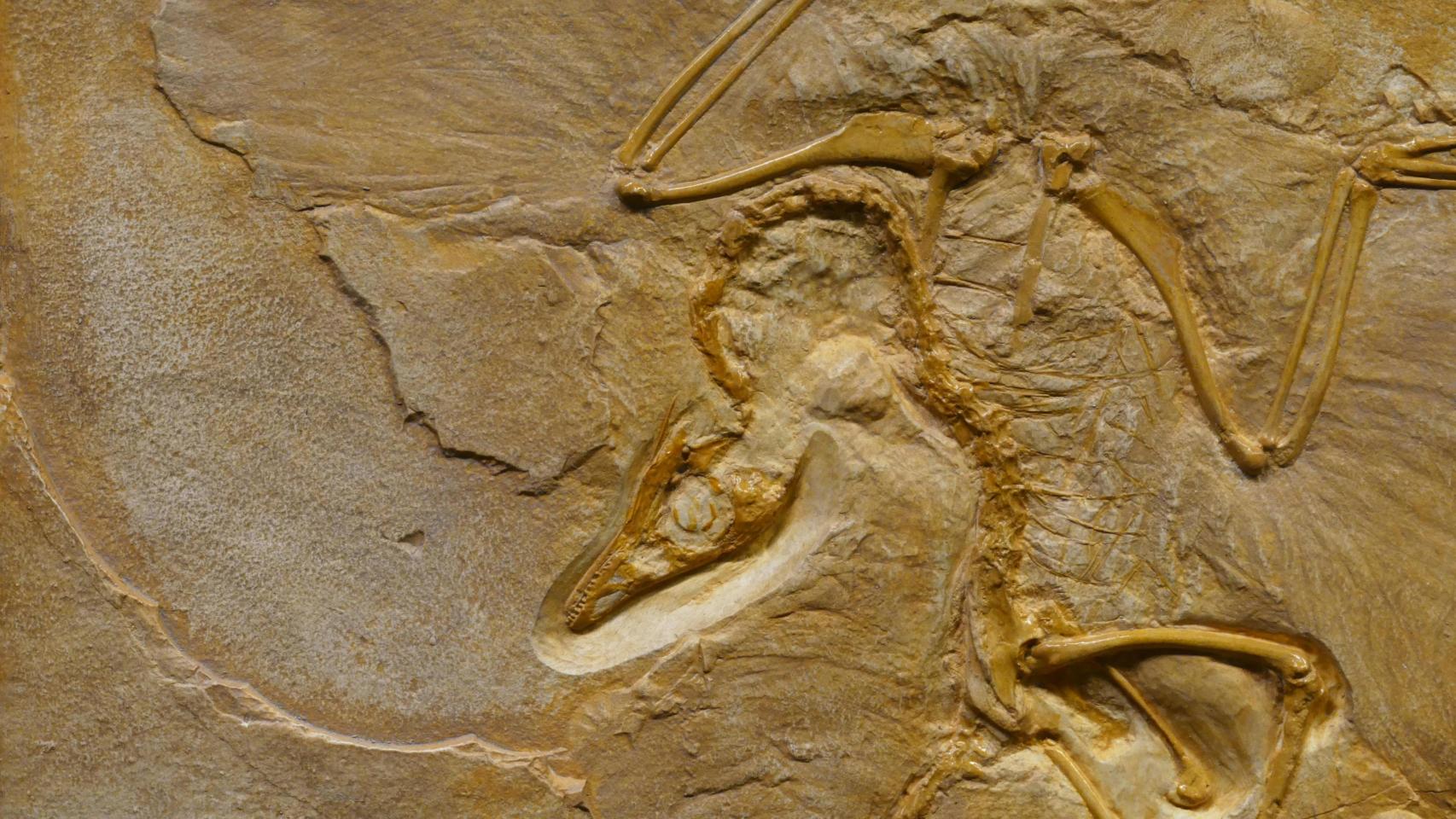 Fósil de pterodáctilo.