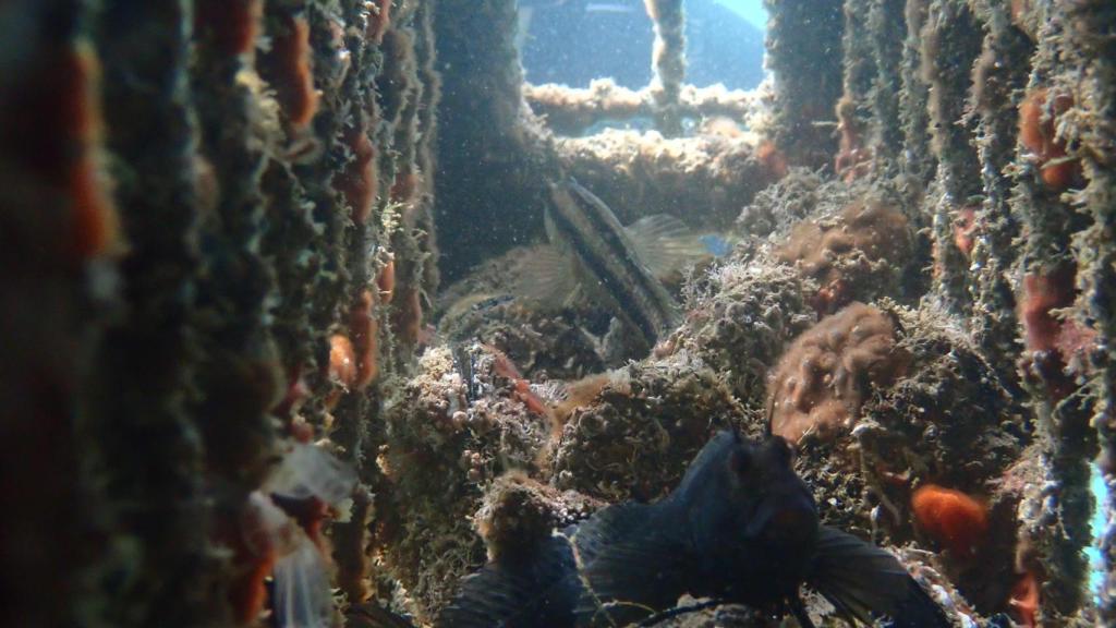 En Ocean Ecostructures, biomimética, inteligencia artificial, robótica submarina y materiales ecoactivos trabajan conjuntamente para crear las Life Boosting Units®, estructuras biomiméticas diseñadas para replicar los arrecifes naturales y regenerar la biodiversidad local desde el primer momento.