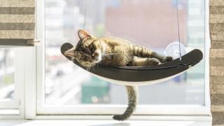 Un gato tumbado en una hamaca.
