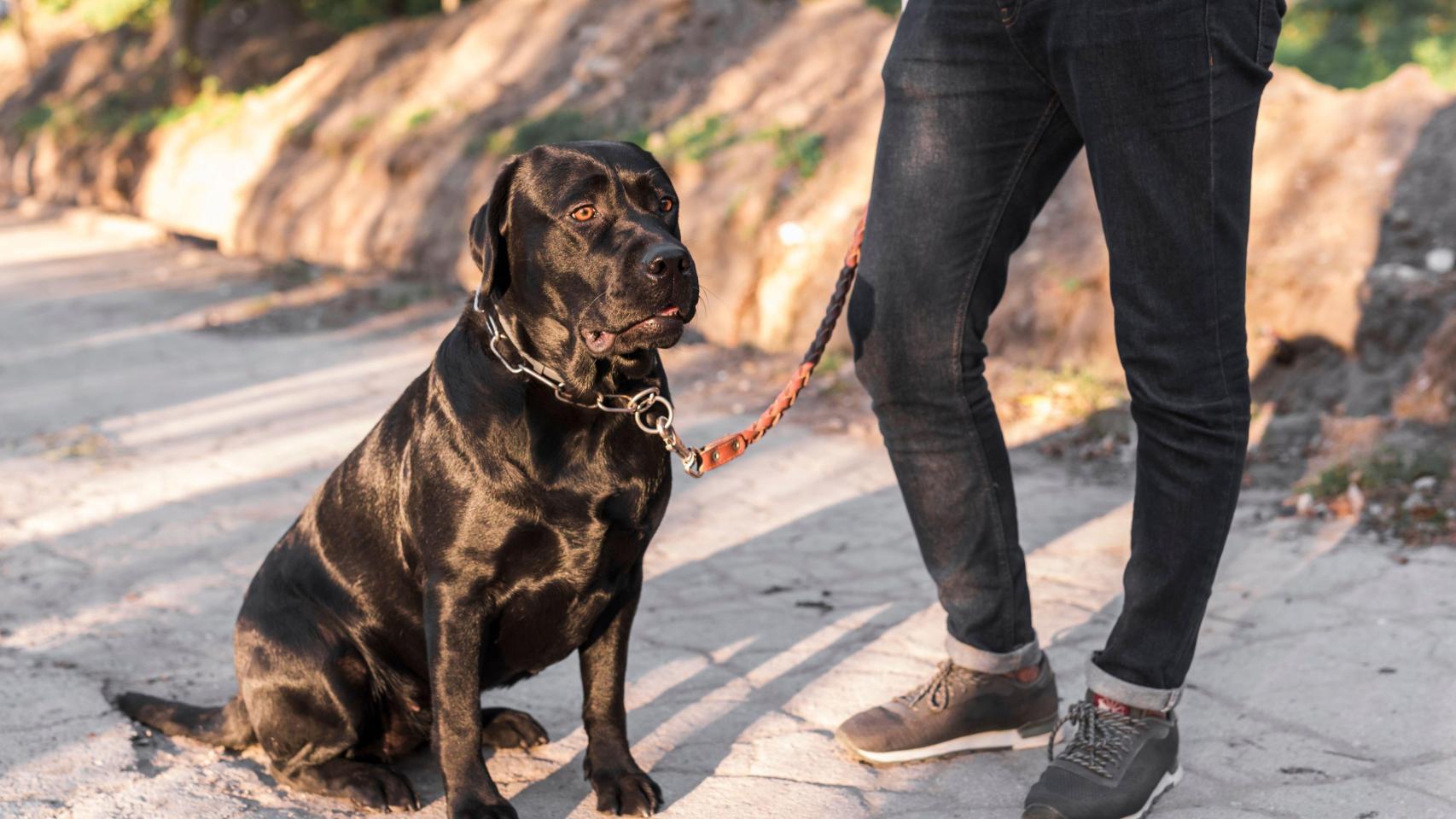 Paseo perro