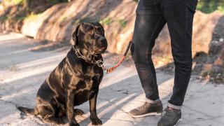 Paseo perro