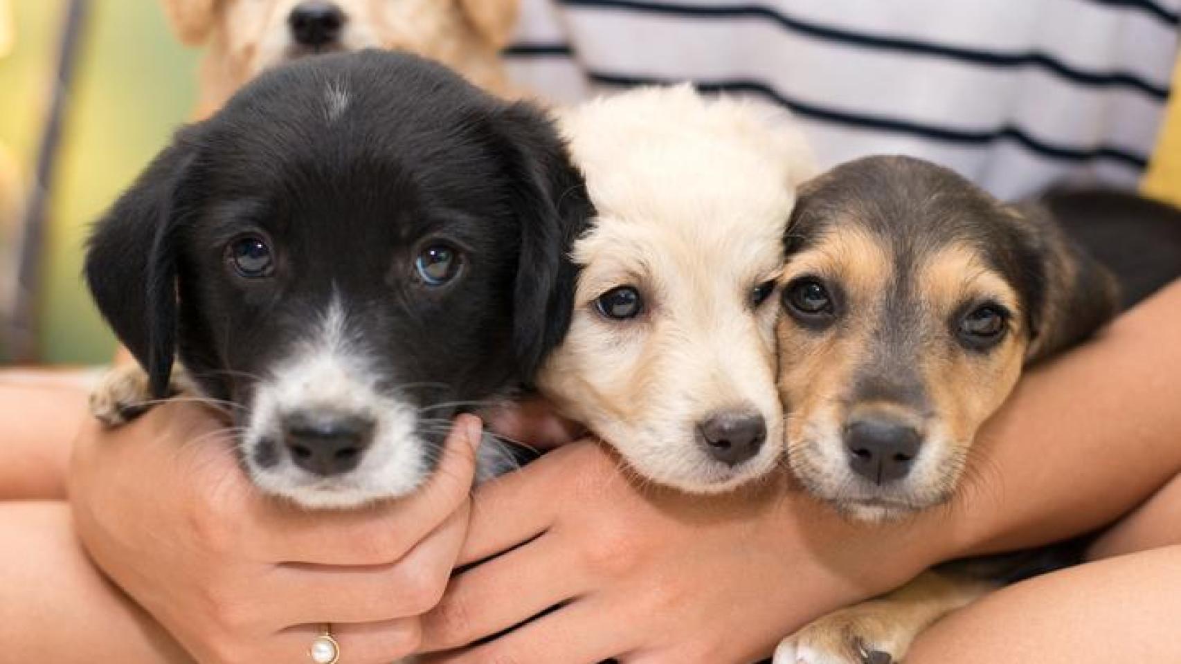 Tres cachorros en brazos de una persona.