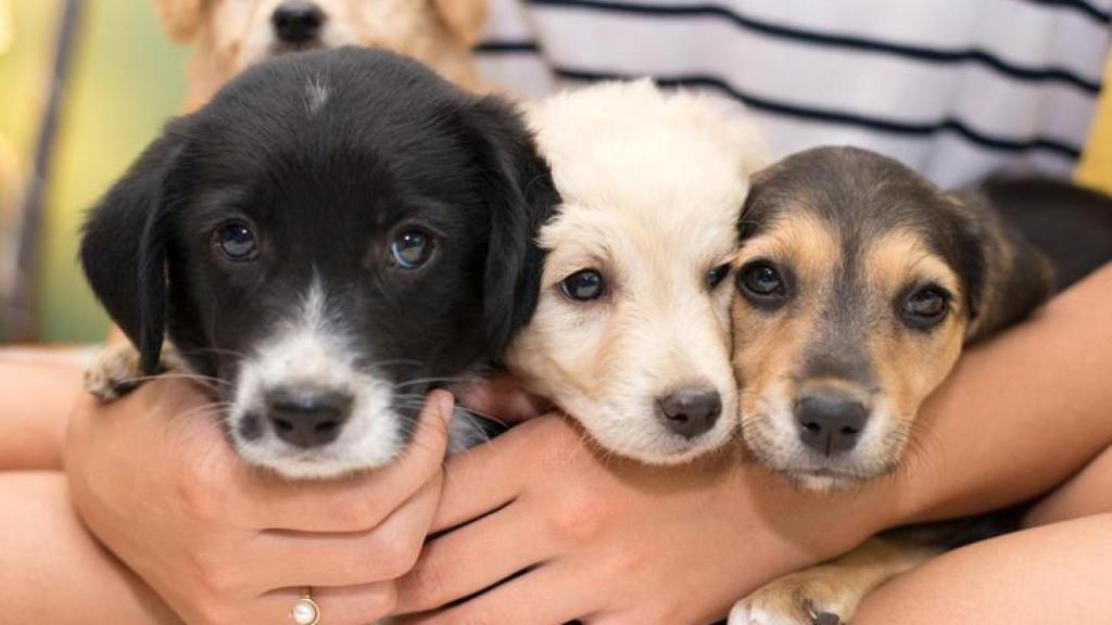 Tres cachorros en brazos de una persona.
