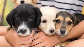 Tres cachorros en brazos de una persona.