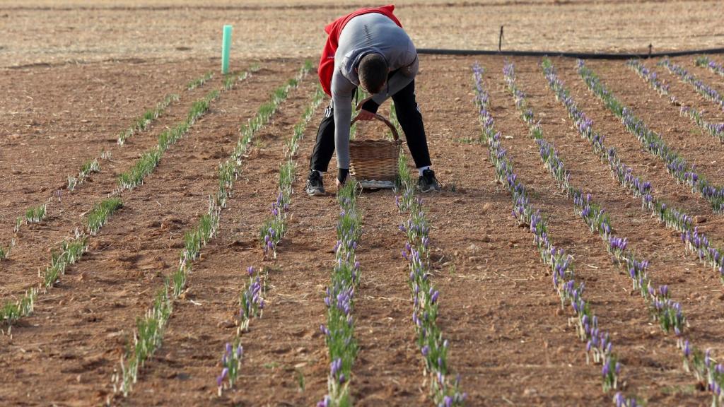 Un trabajador en los campos de azafrán de Consuegra (Toledo).