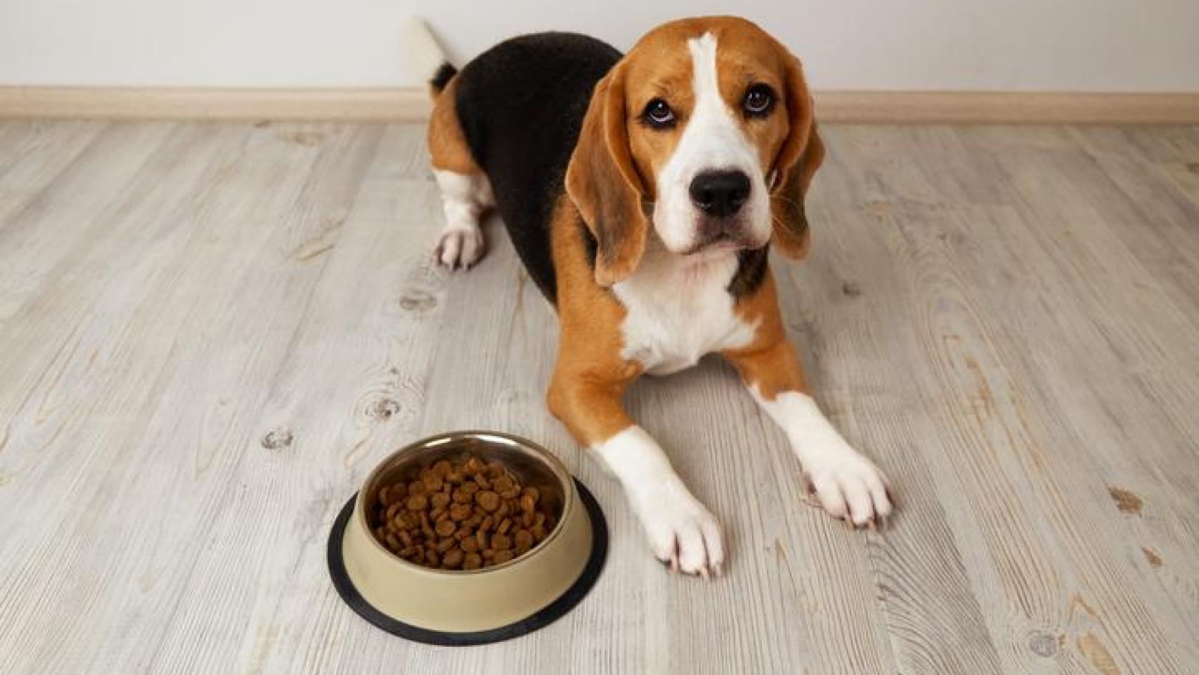 Un perro comiendo.