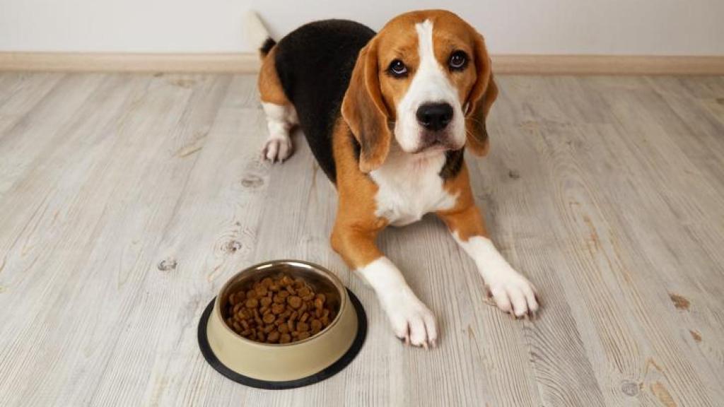Un perro comiendo.